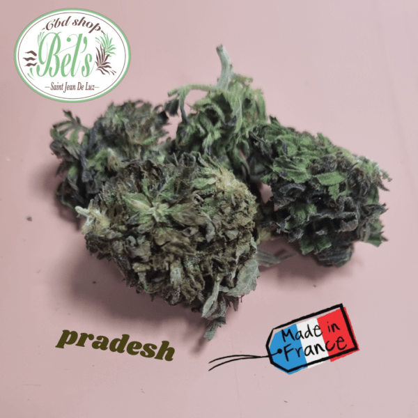 PRADESH CBD
